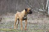 CANE CORSO 742
